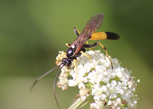 Réf. 247 837 : Ichneumon sp.